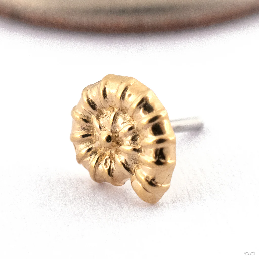 Ammonite Press-fit End in Gold from Oracle - Image 3