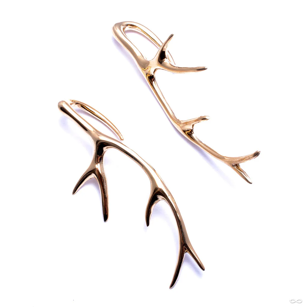 Antlers from Tawapa