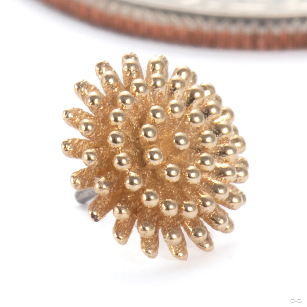 Pincushion Press-fit End in Gold from Tawapa - Image 3