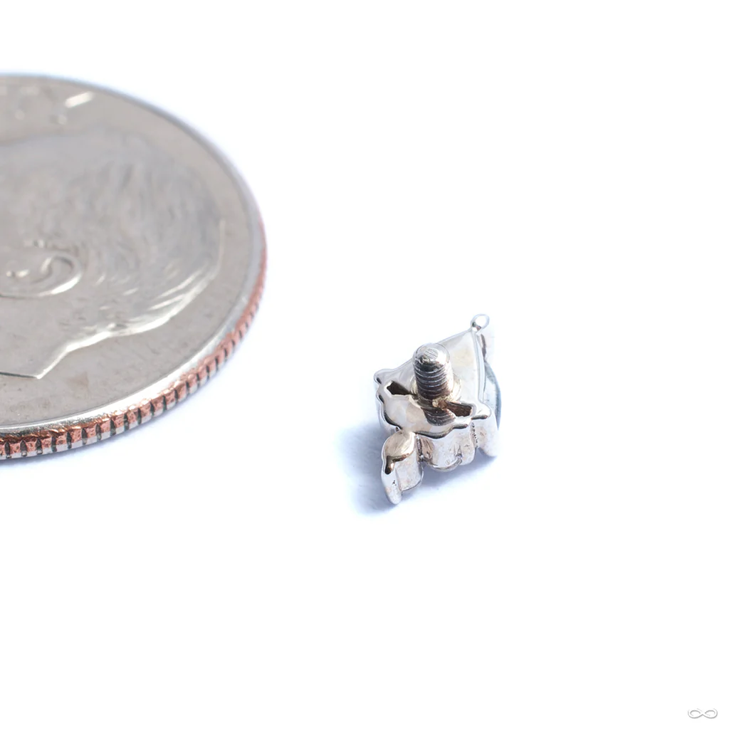Tau Threaded End in Gold from BVLA - Image 3